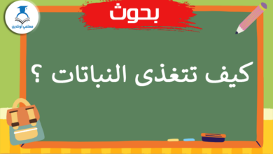 كيف تتغذى النباتات