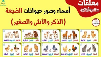أسماء وصور حيوانات الضيعة (الذكر والأنثى والصغير)